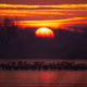 Flock of birds on the winter lake at sunrise - PhotoDune Item for Sale