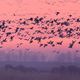 Flying birds over the winter lake at sunrise - PhotoDune Item for Sale