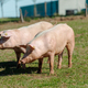 Pig standing on a grass lawn. Bio pig farm - PhotoDune Item for Sale