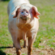 Pig standing on a grass lawn. Bio pig farm - PhotoDune Item for Sale