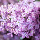 Spring blossom. Blooming lilac bush with tender tiny flower - PhotoDune Item for Sale