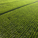 Aerial view of a young corn field - PhotoDune Item for Sale