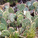 Opuntia, Prickly Pear Cactus in American desert. Opuntia phaeacantha close up background, banner - PhotoDune Item for Sale