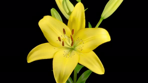 Time Lapse of Opening Beautiful Yellow Lily Flower alt