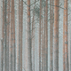 Beautiful Snowy White Forest In Winter Frosty Day. - PhotoDune Item for Sale