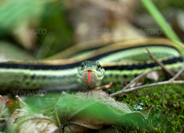 Garter Snake - Stock Photo - Images