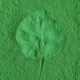 Leaves imprint on green powder. Natural cosmetic. Selective focus. - PhotoDune Item for Sale