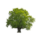 Large old beech tree with lush green leaves - PhotoDune Item for Sale