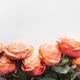 Row of pink roses on white background, top view - PhotoDune Item for Sale