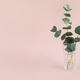 Natural eucalyptus plant twigs in glass vase on pink background. Home interior flowers - PhotoDune Item for Sale