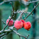 Frosted red ripe apples - PhotoDune Item for Sale