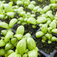 Close up picture of organic basil seedlings. - PhotoDune Item for Sale
