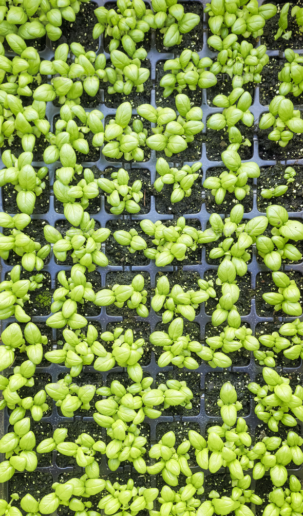 Top down view of organic basil seedlings in a container. - Stock Photo - Images