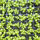 Top down view of organic basil seedlings in a container. - PhotoDune Item for Sale