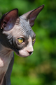 Portrait of luxury Canadian Sphynx kitten on sunny summer day on natural blurred green background - PhotoDune Item for Sale