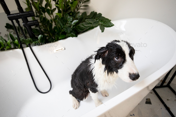 Puppy dog Border Collie at home playing with toys Stock Photo by  leszekglasner