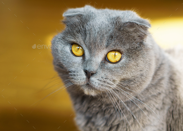 Beautiful Domestic Blue and Gray British Scottish Fold Short Hair Yellow Eyes Cat.