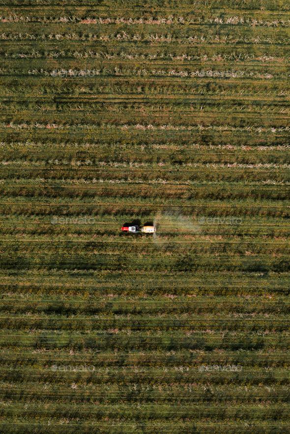 Aerial view of agricultural tractor with crop sprayer applying insecticide in apple fruit orchard