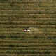 Aerial view of agricultural tractor with crop sprayer applying insecticide in apple fruit orchard - PhotoDune Item for Sale