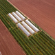 Aerial view of cultivated field with plastic greenhouse - PhotoDune Item for Sale