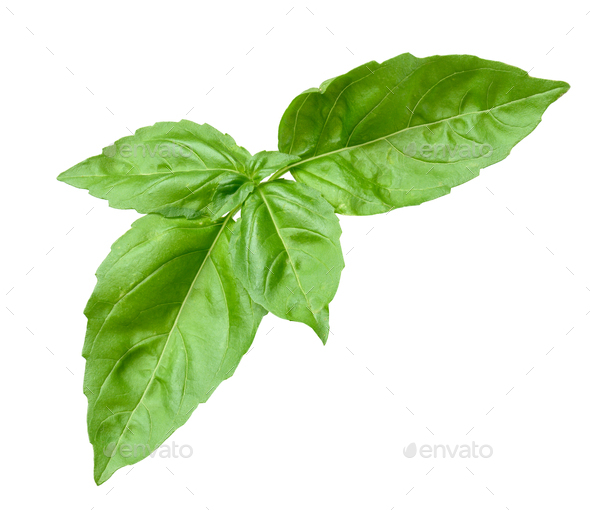 Basil sprig with green leaves on a white isolated background top