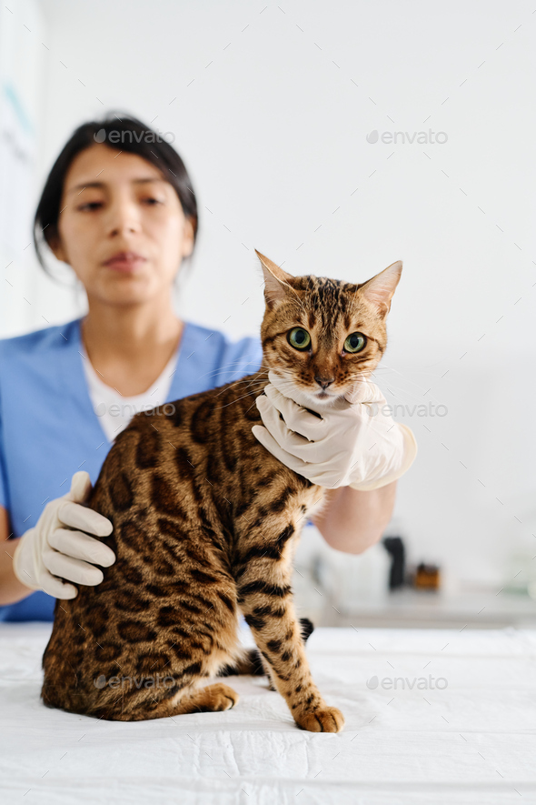 Vet Working With Bengal Cat Stock Photo by Pressmaster PhotoDune