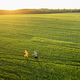 Aerial view on green wheat field with couple walking on pathway - PhotoDune Item for Sale