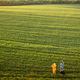 Aerial view on green wheat field with couple walking on pathway - PhotoDune Item for Sale