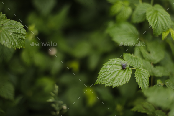 Natural green leaves as summer background cover page environment ecology or greenery wallpaper