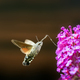 Hummingbird hawk-moth flying to a budleia flower - PhotoDune Item for Sale
