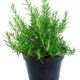Isolated potted rosemary herbs - PhotoDune Item for Sale