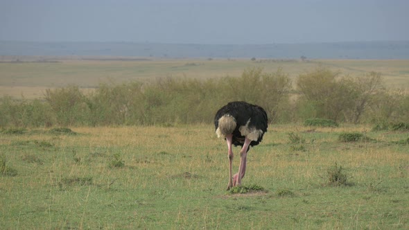 Male ostrich feeding alt