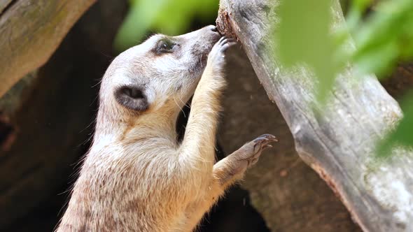 a meerkat stands trying to scrape something edible off a tree trunk alt