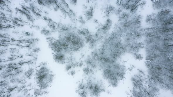 Mountains Hill In The Winter With Snow Covered Trees 4 alt