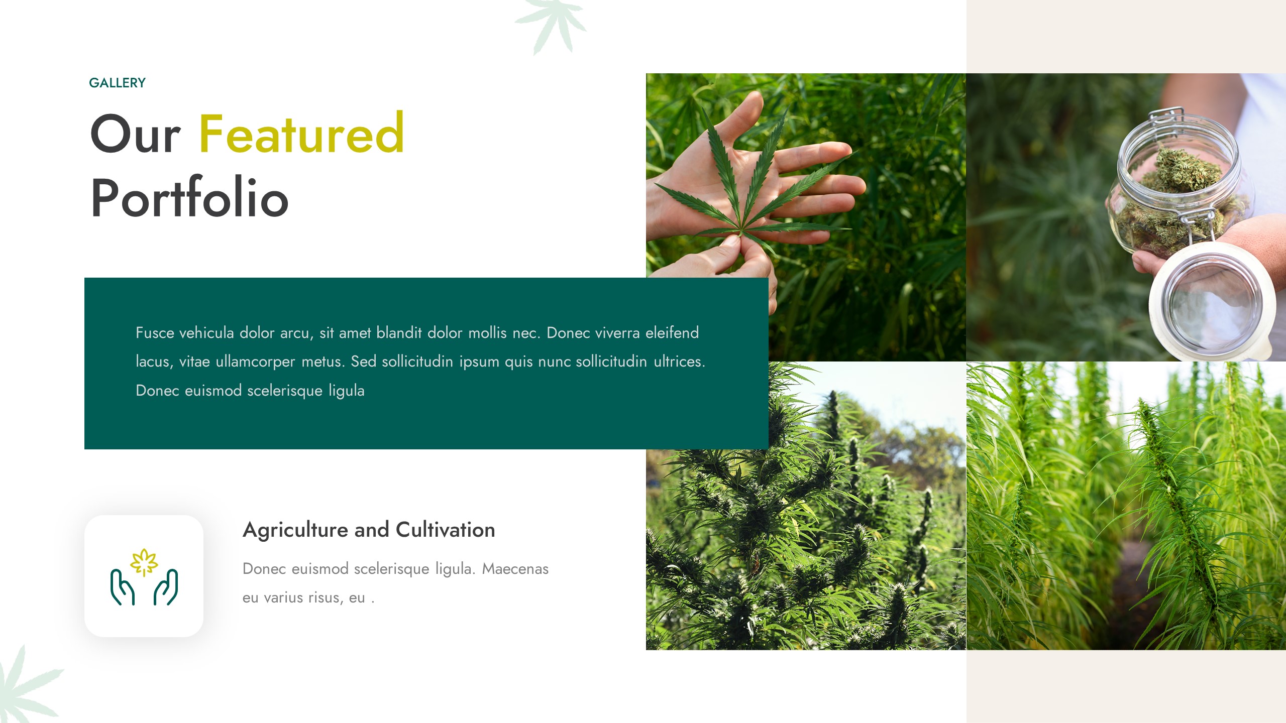 CANABIO - Medical Marijuana Dispensary Powerpoint Template ...