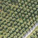 Aerial view of a land planted with olive trees - PhotoDune Item for Sale