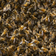 Colony of western honey bees full frame close up - PhotoDune Item for Sale