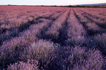 Lavender Field in the summer sunset time