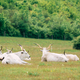 Hungarian grey cattle on pasture - PhotoDune Item for Sale