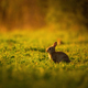 European rabbit - Oryctolagus cuniculus on a meadow - PhotoDune Item for Sale