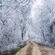 Dirt road in the winter forest, hoarfrost on the trees - PhotoDune Item for Sale