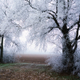 Frozen trees in winter forest, hoarfrost on the trees - PhotoDune Item for Sale