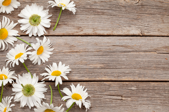 Chamomile garden flowers on wooden background - Stock Photo - Images