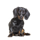Dachshund dog, sitting in front of white background - PhotoDune Item for Sale
