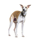 Standing looking up Whippet dog wearing a collar, isolated on white - PhotoDune Item for Sale