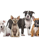 Large group of many dogs and cats standing in a row isolated on white - PhotoDune Item for Sale