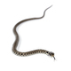 Grass snake, Natrix natrix, Isolated on white - PhotoDune Item for Sale
