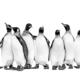Black and white view of Colony of king penguins together, isolated on white - PhotoDune Item for Sale