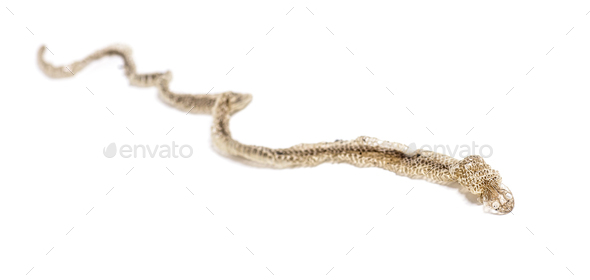 Dry snake moult, Shedding Skin UK Molting, Shed or Moult, Isolated on white