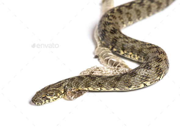Viperine water snake, Natrix maura, Shedding Skin - Stock Photo - Images